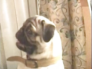 Big Dicked European Guy Plows Hard Flat Chested Iranian Gal